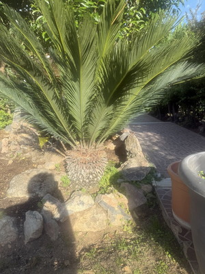 Tsikas plant in perfect geometric growth, 10 years old