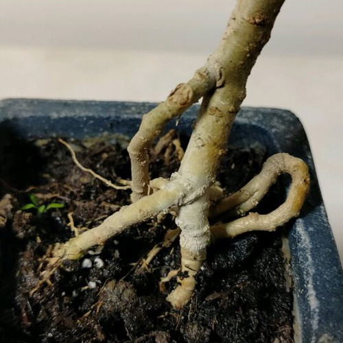 bonsai privet