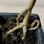 bonsai privet