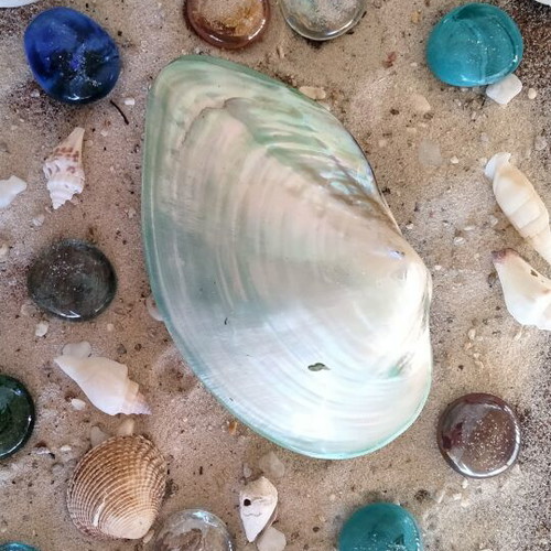 Mother of Pearl Collectible Freshwater Mussel Shell new, 6cm