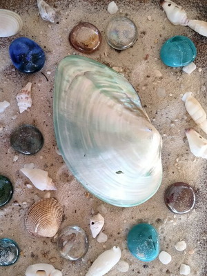 Mother of Pearl Collectible Freshwater Mussel Shell new, 6cm