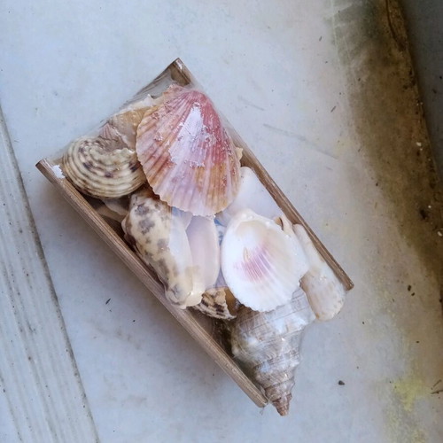 Decorative seashells new, assorted on bamboo base 15x8cm