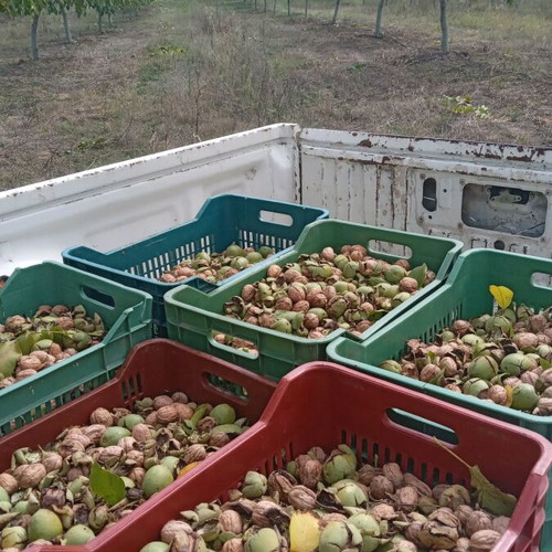 Organic walnut kernels new 1kg from Voio Kozani