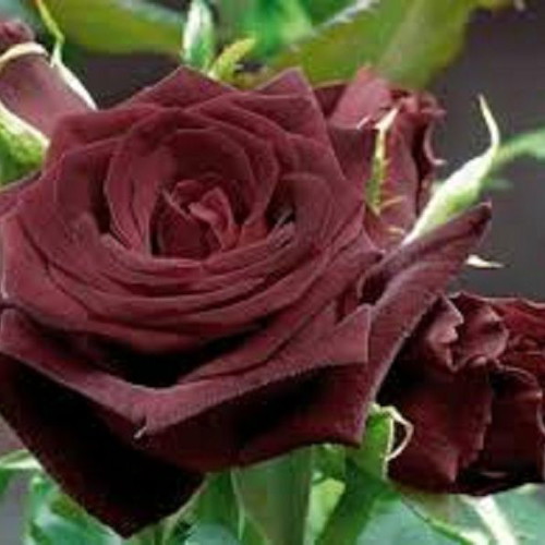 Chocolate Rose seeds, pack of 25