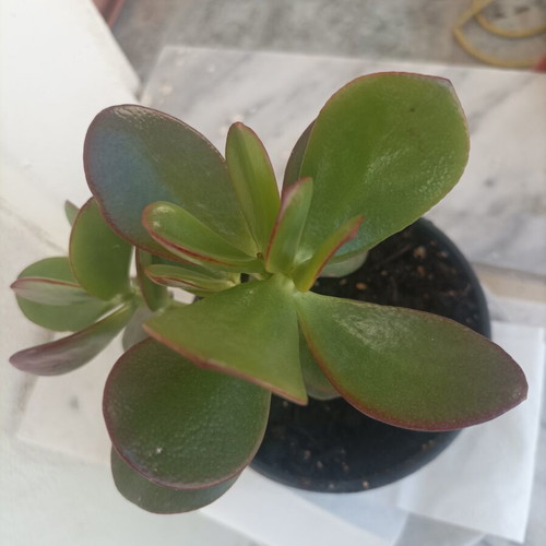 Crasula ovata succulent plant, 12-15 cm tall