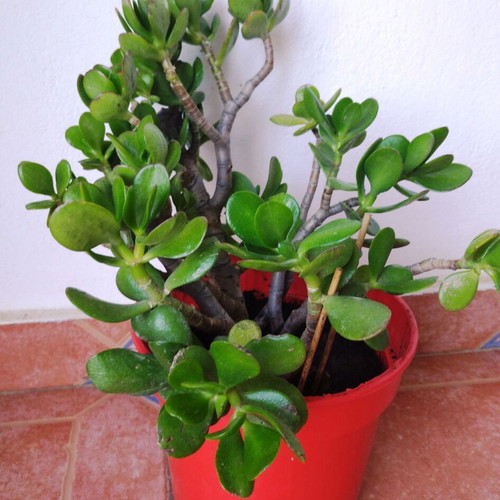 Crassula plant new for indoor and outdoor use