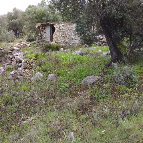 Land 18 acres with olive and mastic trees in Chios, buildable