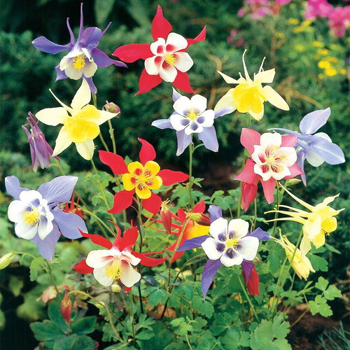 Aquilegia Vulgaris columbine flower seeds, multicolor mix, pack of 20