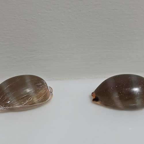 Two Lurida shells new, length 43 and 44 mm