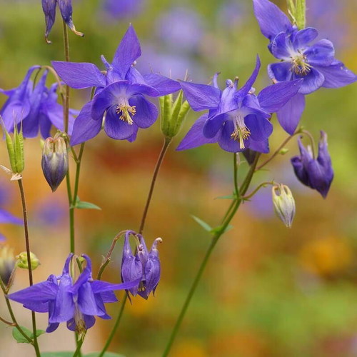 20 Aquilegia Vulgaris columbine flower seeds, perennial garden plant