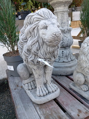 Голям лъв нов