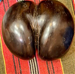 A magnificent coco de mer or bum nut from the Seychelles, in very good condition.