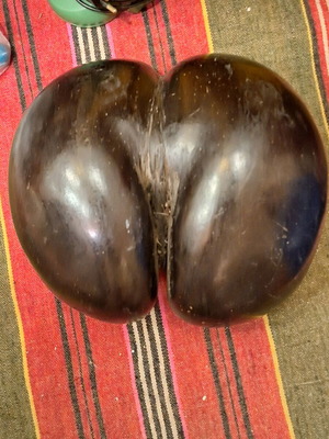 A magnificent coco de mer or bum nut from the Seychelles, in very good condition.