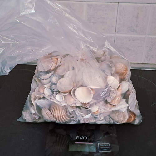 Collection of natural seashells like new, 2 kg with vase