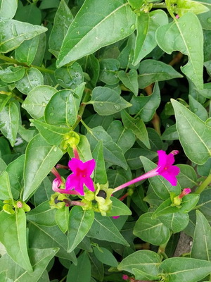 Семена Mirabilis Jalapa комплект от 30, цвят фуксия