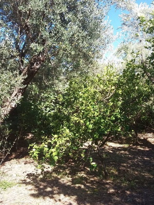 Corner plot 1 stremma in Elaionas Diakoptou buildable with olive and lemon trees