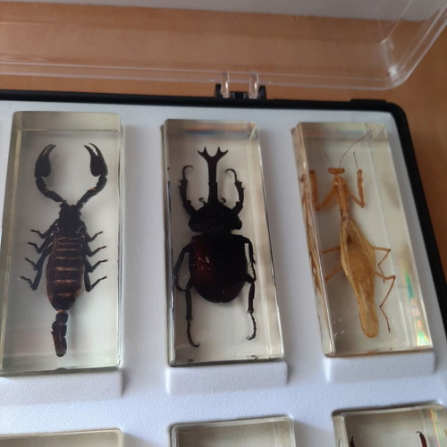 Insect collection like new with display case