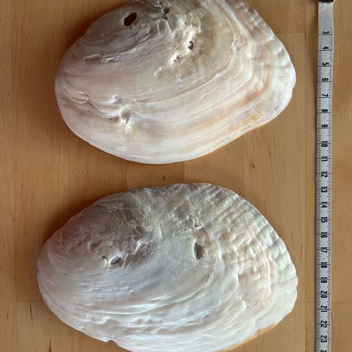 Mother of pearl shells used, pack of 2 large