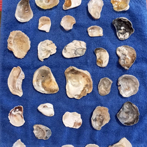 Rare shell fragments set of 30, like new, varnished for jewelry making