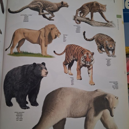 6-Language Illustrated Dictionary like new