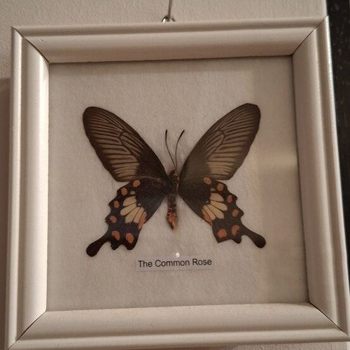 Common Rose butterfly framed specimen new
