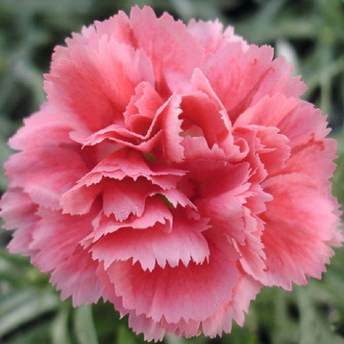 Beninga carnation plant seeds, pack of 10