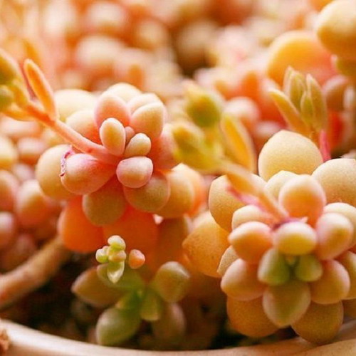 Sedum Ji Qiu Li succulent seeds, gold pink, pack of 25