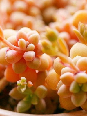 Sedum Ji Qiu Li succulent seeds, gold pink, pack of 25