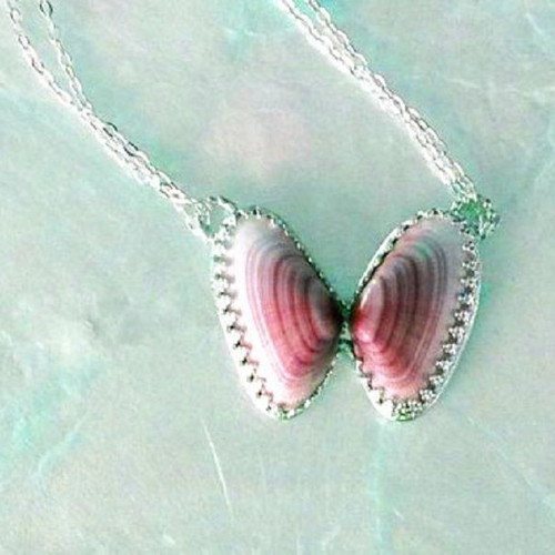Pholas dactylus shells new, pack of 24 for handmade jewelry