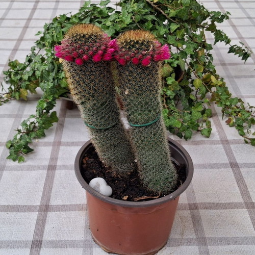 Cactus No.15 used, height 22 cm