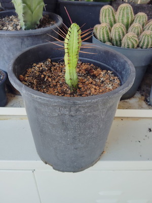 Cactus medium size pot, new
