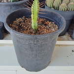Cactus medium size pot, new