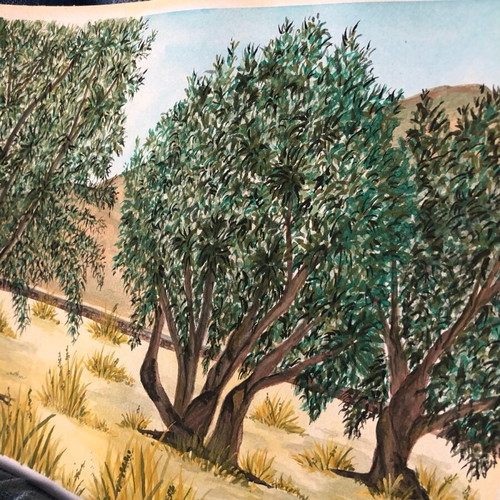 Watercolour painting of olives new, size 21x29