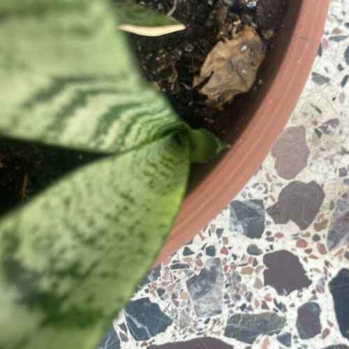 Sansevieria trifasciata plant, 15 cm pot