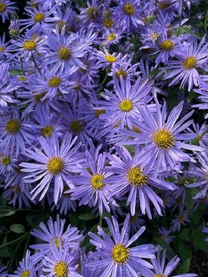 Aster Amellus Rudolf Goethe perennial purple flower seeds, pack of 20