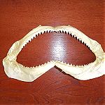  Δοντια λευκου καρχαρια