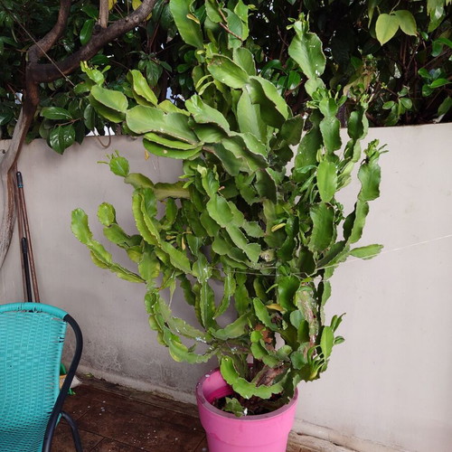 Dragon fruit cactus plant Hylocereus/Selenicereus undatus nearly 2 meters new