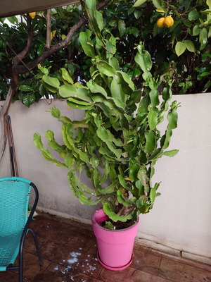 Dragon fruit cactus plant Hylocereus/Selenicereus undatus nearly 2 meters new