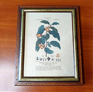 1837 (αντίγραφο), λιθογραφία δίοσπυρου λωτού (date - plum, Diospyros lotus)