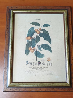 Diospyros lotus lithograph 1837 used