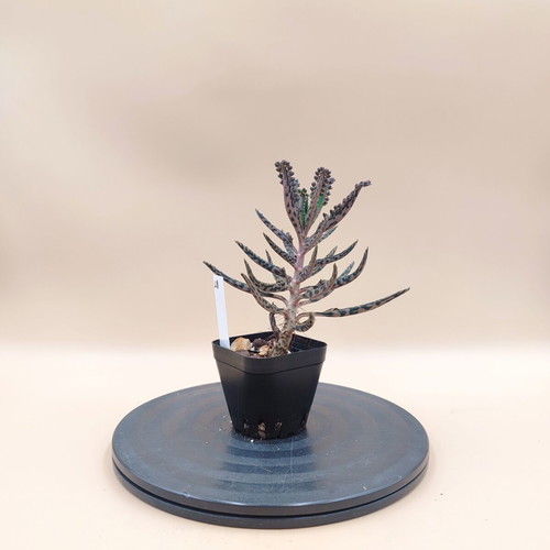 Mother of Thousands succulent plant, mini pot
