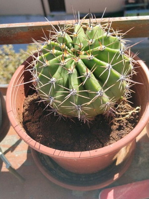 Echinopsis μεγάλος κάκτος σε πλαστική γλάστρα