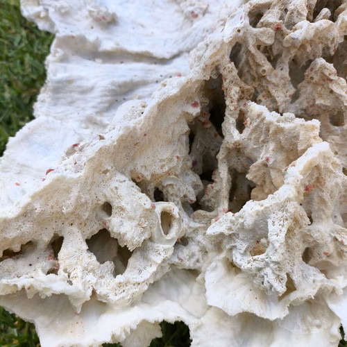 Old Marine Decorative Coral like new, 45 cm length