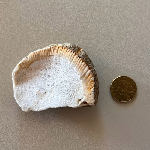 Fossil refurbished