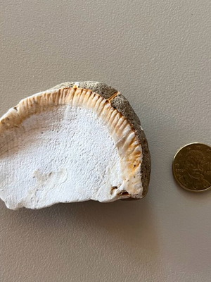 Fossil refurbished