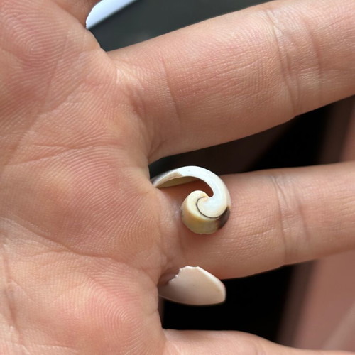 Shell women's ring like new