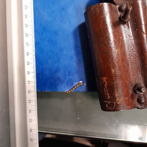 Antique branch cutting tool used, functional from 1936