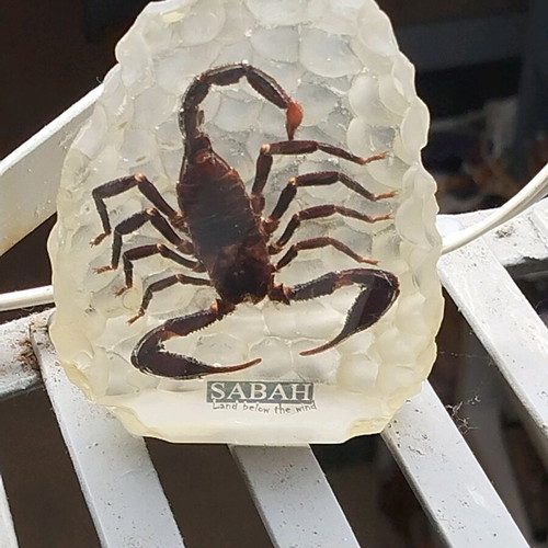 Large Scorpion in epoxy resin like new, souvenir from Malaysia