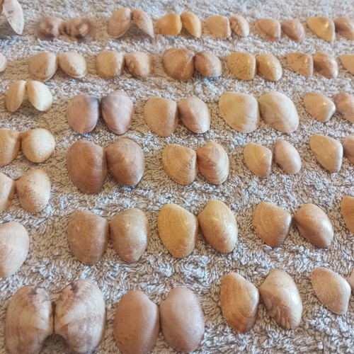 Natural butterfly-type seashells and rare oysters for decoration