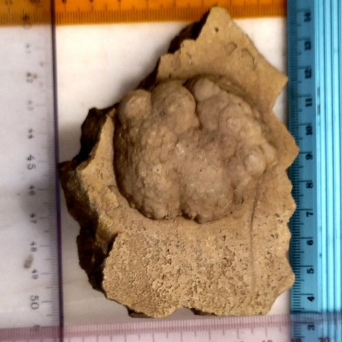 Silicified Hemispherical Stromatolite from Brazil, Precambrian